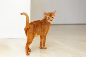 ‪7 Friendliest Cat Breeds | Choosing The Right Cat For You | Cats | Guide‬‏
