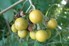 Image result for Solanum torvum