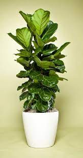 Gallery Ficus Lyrata Ficus Hibiscus Tree