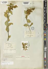 Image result for Ecbolium clarkei