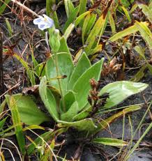 Image result for Craterostigma nummulariifolium