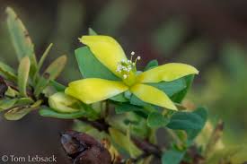 Image result for Triaspis hypericoides