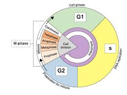 chapter 10 and 11 4 cell growth and division organisms need