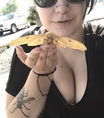 Imperial moth identification in Northern Illinois