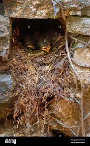 Robin chicks in nest hole hi-res stock photography and images - Alamy