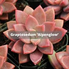 Succulents can bloom if they get what they need like intense light. Flowered Succulents Guide With Pictures Succulents Network