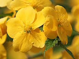 Image result for Kerria