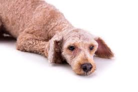 They are also light with a weight of 15 to 17 pounds. 12 Reasons Poodles Get Bald Spots And How To Help Poodle Report