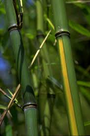 Image result for Justicia phyllostachys