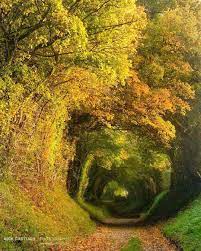 Photos Of Britain On Instagram Oh Dear It S Monday Again Do You Ever Yearn For A Big Adventure Away From The Wor Tree Tunnel Nature Photography Nature