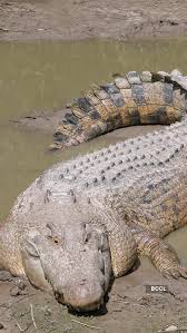 11 Fascinating Nile River Plants And Animals | Britannica