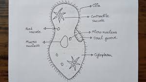 Check spelling or type a new query. Simplest Way Of Drawing Paramecium Diagram How To Draw Paramecium In Easy Way Youtube School Study Tips Diagram Drawings