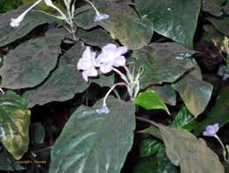 Image result for Asystasia vogeliana