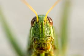 Check spelling or type a new query. Orlando Lawn Care Experts Pro Staff On Grasshopper Control