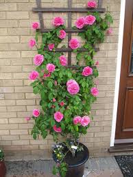 24 Best Vines For Containers Climbing Flowers Container Plants Container Gardening Flowers