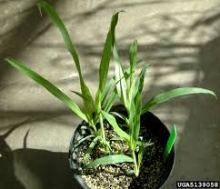 Image result for Panicum adenophorum