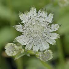 Image result for Astrantia majon `Abbey Road`