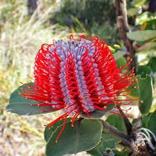 Image result for Banksia attenuata