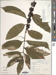 Image result for Craterispermum schweinfurthii