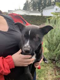 She loves cuddling, playing and sticking her wet puppy nose into things like newspapers and cardboard boxes.roxie loves any kind of alaskan malamute. Australian Cattle Dog Puppies For Sale Woodburn Or 321592