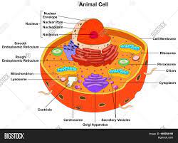 Check spelling or type a new query. Bild Und Foto Zu Animal Kostenlose Probeversion Bigstock