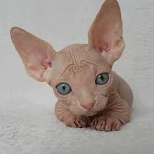 During the time we will have an assortment of excellent elf sphynx kittens for sale accessible including sphynx kittens for sale, sphynx cat for sale,elf sphynx kittens for sale. Ladbible Tiny Sphynx Cat Facebook