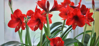 Ich habe mir vor ein paar tagen eine amaryllis gekauft. Amaryllis Alle Wichtigen Tipps Damit Sie Lange Bluht Willkommen In Franks Kleinem Garten