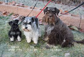 Toy And Teacup Schnauzers My Schnauzers