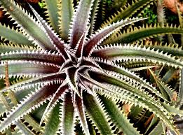 Image result for Dyckia