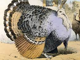 The 3 Bird Turducken Has Nothing On This 17 Bird Royal Roast Bird Turkey Breeds Roast