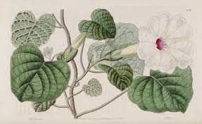 Image result for Ipomoea albivenia