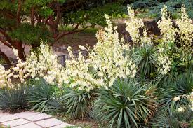 Pruning your yucca is easy. How To Get Your Yucca Plant To Flower Plantsnap