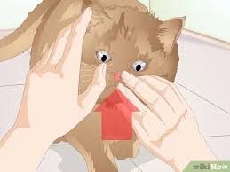 He or she may rub their nose or paw at their face. How To Diagnose The Cause Of Dry Nose In Cats 13 Steps