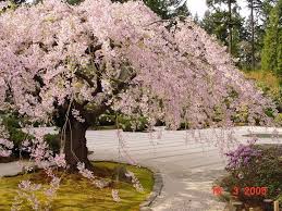 Japanese Garden Portland Oregon Portland Japanese Garden Japanese Garden Asian Garden