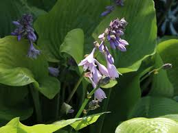 Unlike some hostas, which can tolerate sun, hosta 'sum and substance' requires partial to full shade, as sun can scorch its leaves. Grossblattrige Funkie Sum And Substance Fur Deinen Garten
