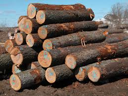 Located next to east finchley tube station, it contains woodland and grassland, a playground, tennis courts, a cafe and toilets. Cherry Logs