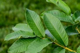 Image result for Psidium guajava
