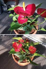 Pin On Anthuriums