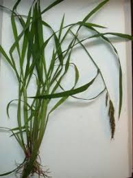 Image result for Echinochloa colona