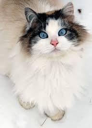 Intense Blue Eyes Semi Long Haired Cat Not Sure Of Breed But She Is A Beauty And She Knows It Pretty Cats Beautiful Cats Cute Cats
