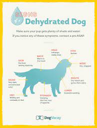 How To Keep Your Dog Hydrated This Summer Aussie Pooch Mobile