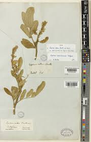 Image result for Sophora inhambanensis