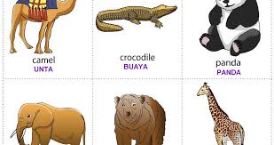 Flashcard Indonesia Flash Card Hewan Kartu Flash Hewan Ide