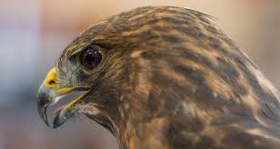 Hawk Identification - Everything You Need To Know - Birda