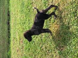 Addestriamo cani da ferma, cani da cerca e cani da seguita, formerà il giovane con ferma, consenso e riporto. Vendita Cani E Cuccioli