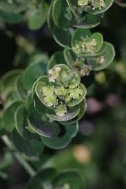 Image result for Mystroxylon