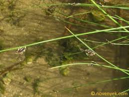 Image result for Cyperus laevigatus