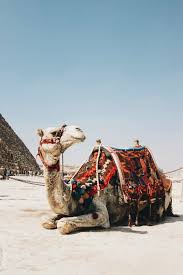 Combine fable with research by studying how the camel got his hump! How The Camel Got His Hump A Retold Faith Based Story