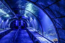 На проспекті шевченка, 8 у львові готуються до відкриття океанаріум oceanarium lviv. 3000 Ekzotichnih Rib I Tri Poverhi Morskogo Zhittya Okeanarium U Lvovi