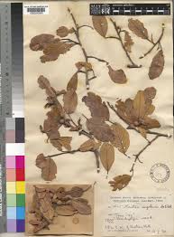 Image result for Monotes hypoleucus